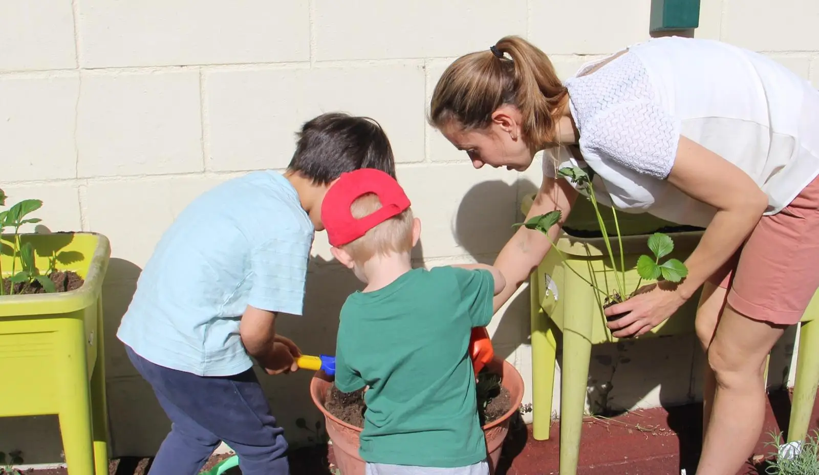 Teacher helping two boys tend strawberry planters in the school garden