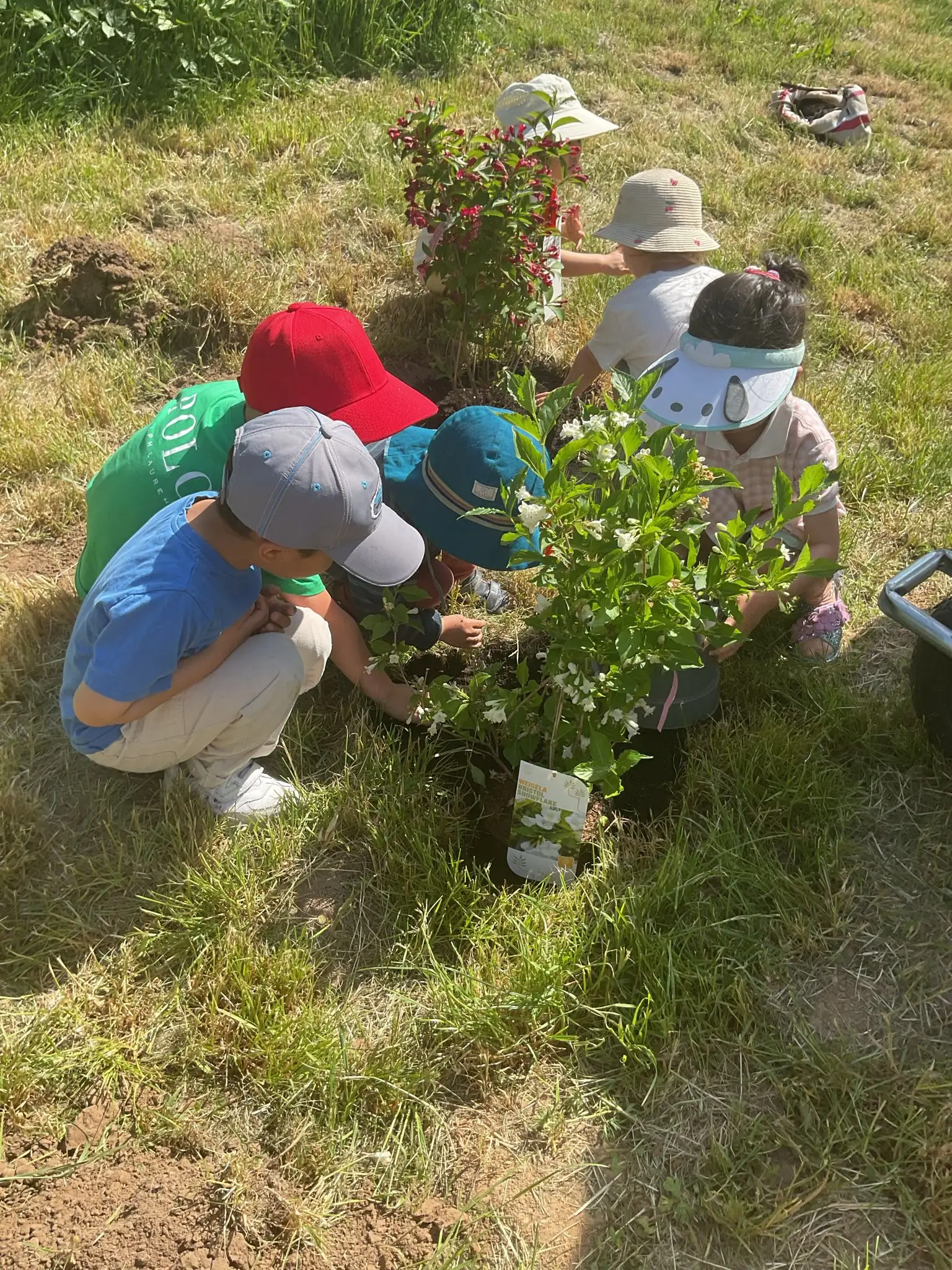 Children in safety vests picking strawberries during a farm field trip